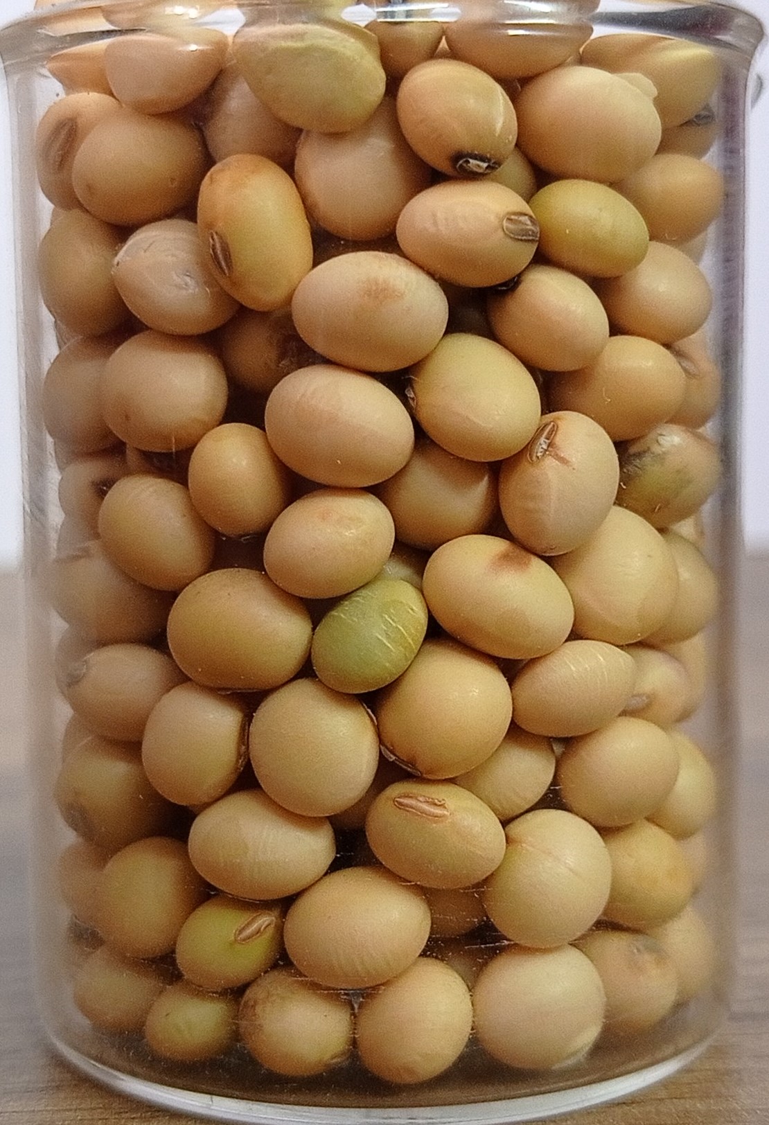 Yellow Soyabean